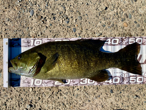 スモールマウスバスの釣果