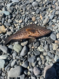 オオモンハタの釣果