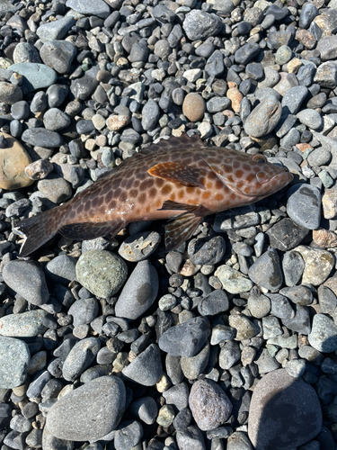 オオモンハタの釣果