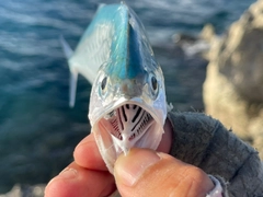 イケカツオの釣果