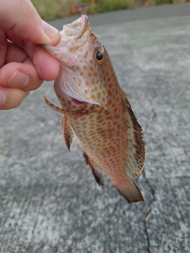 オオモンハタの釣果