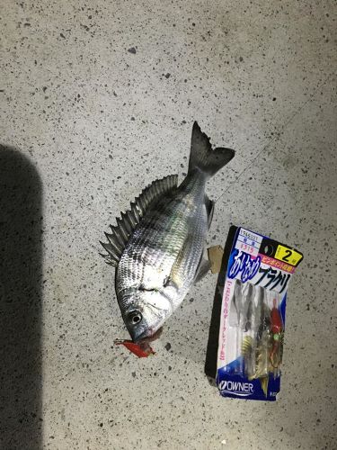 チヌの釣果