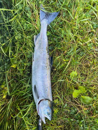 内浦湾（北海道）