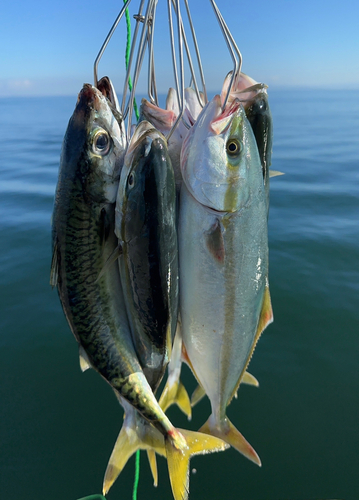 ワカシの釣果