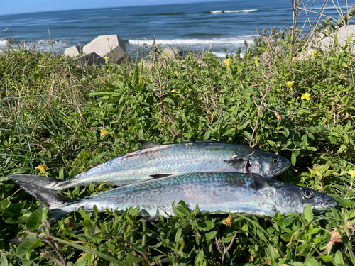 サゴシの釣果