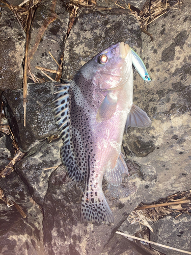 コショウダイの釣果