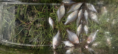 タイリクバラタナゴの釣果