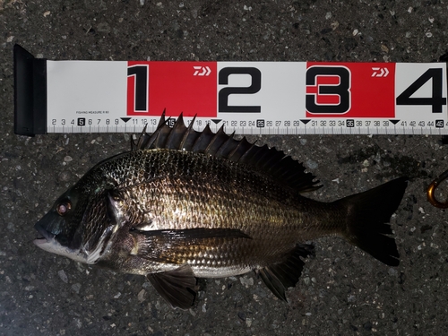 クロダイの釣果