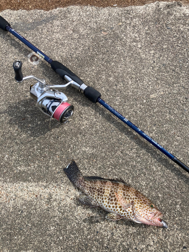 オオモンハタの釣果