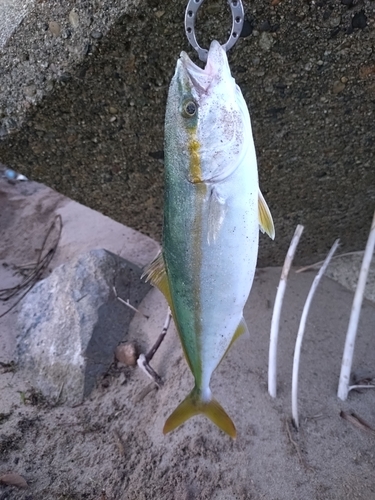 ツバスの釣果