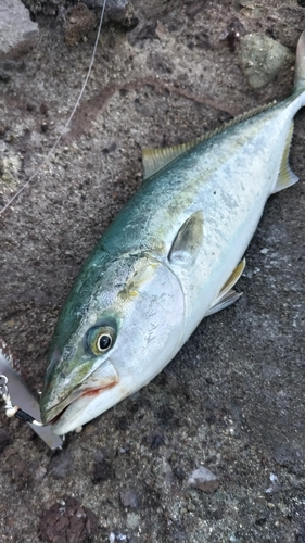 ヤズの釣果