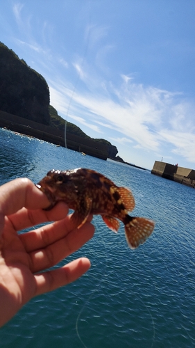 アラカブの釣果