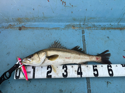 シーバスの釣果