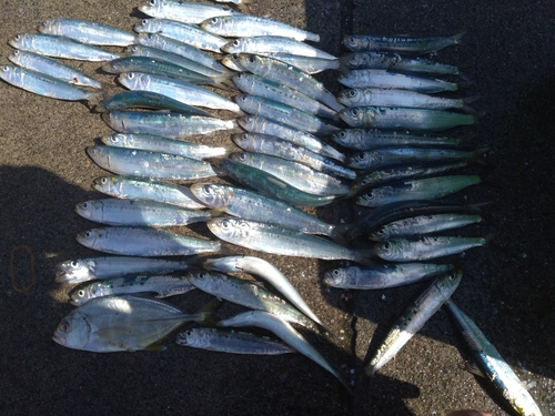 イワシの釣果