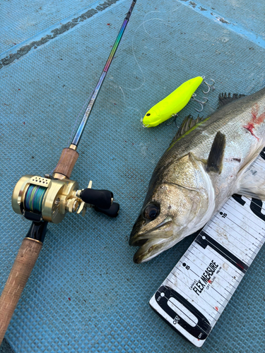 シーバスの釣果