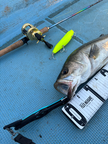 シーバスの釣果