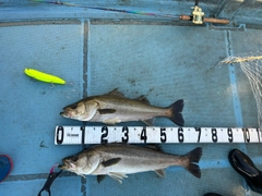 シーバスの釣果