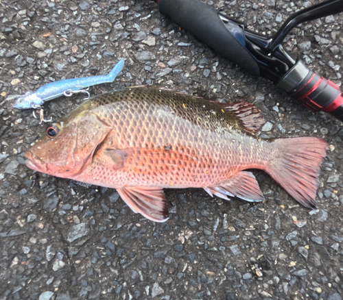 ゴマフエダイの釣果