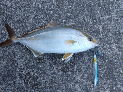 カンパチの釣果