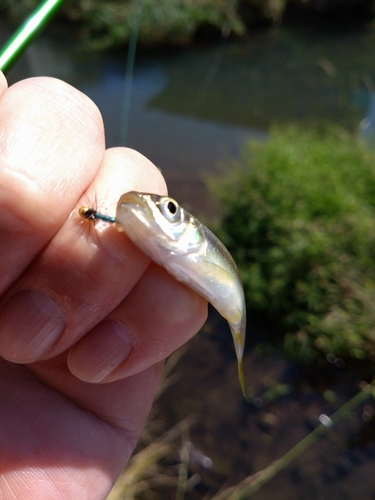 カワムツの釣果