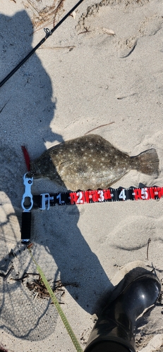 ヒラメの釣果