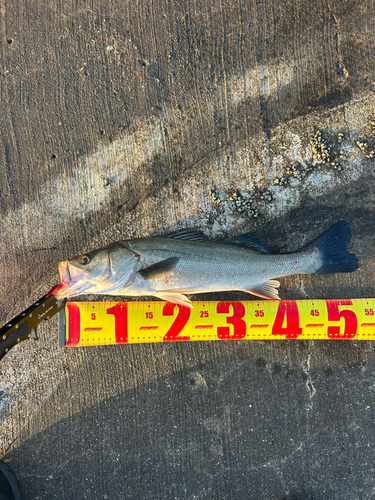 シーバスの釣果