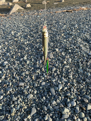 ウルメイワシの釣果