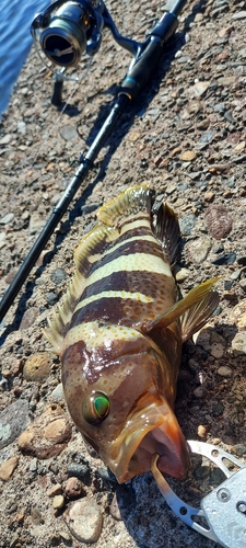 アオハタの釣果