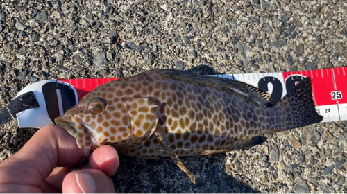 オオモンハタの釣果