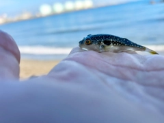 クサフグの釣果