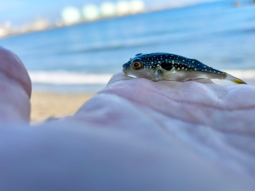 クサフグの釣果