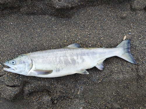 サケの釣果