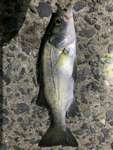 ヒラスズキの釣果