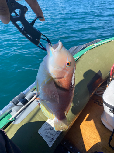 イラの釣果