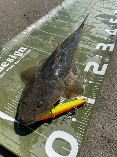 マゴチの釣果