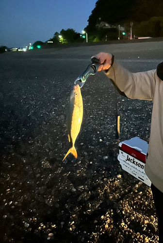 ツバスの釣果