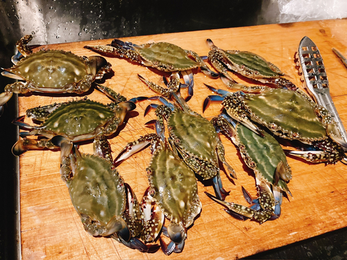 ワタリガニの釣果