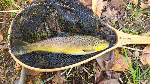 ブラウントラウトの釣果