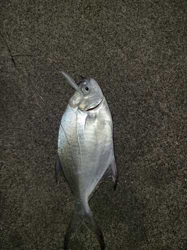 コバンアジの釣果