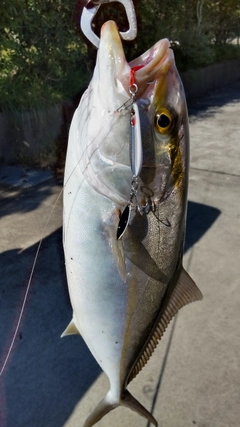 ネイリの釣果