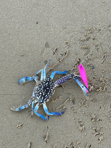 カニの釣果