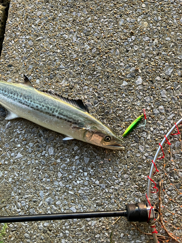 ヤズの釣果