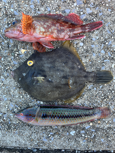 カワハギの釣果