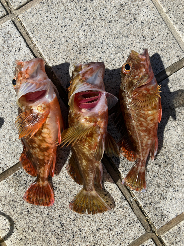 カサゴの釣果