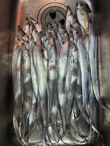 タチウオの釣果