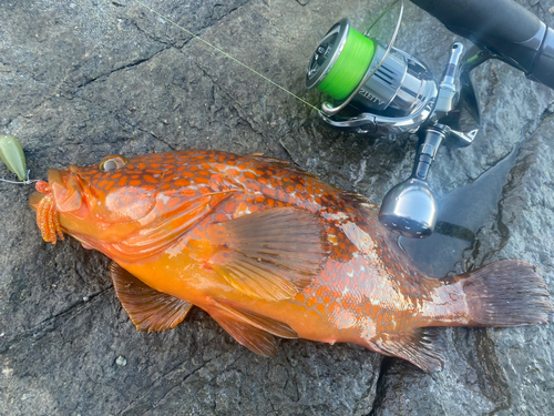 アコウの釣果