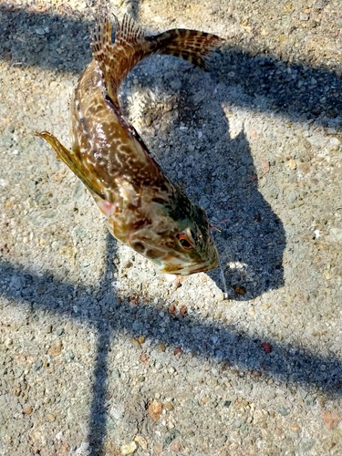 アナハゼの釣果