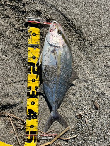 シオの釣果