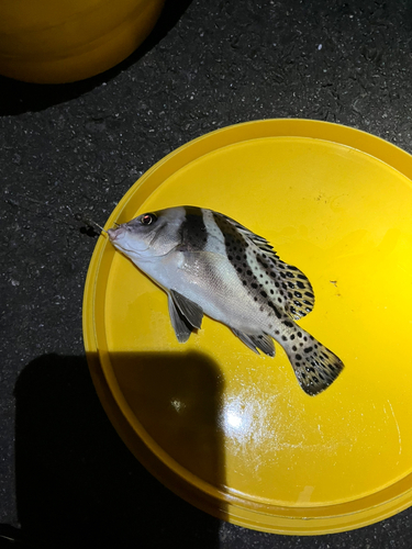 コショウダイの釣果