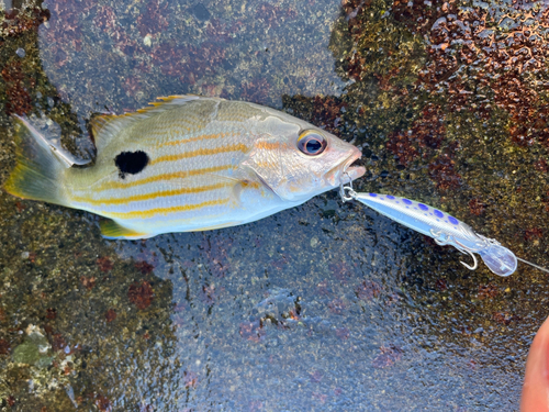 イッテンフエダイの釣果